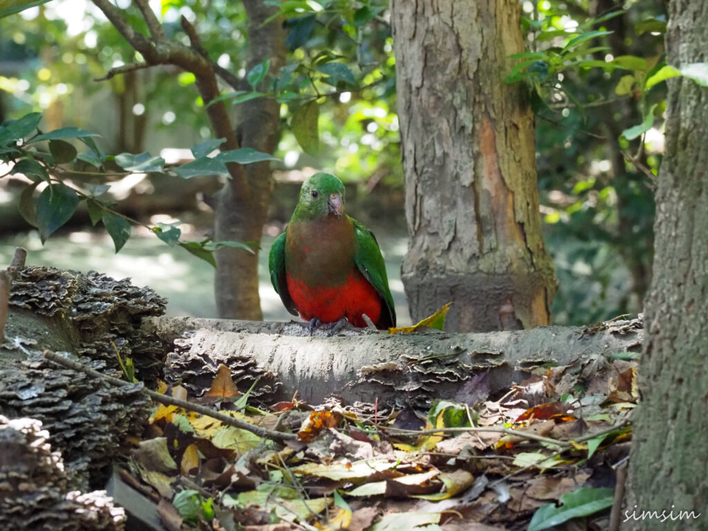 キャンベルタウン野鳥の森