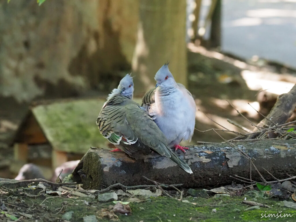 キャンベルタウン野鳥の森
