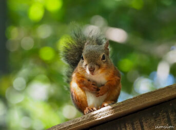 井の頭自然文化園リスの小路