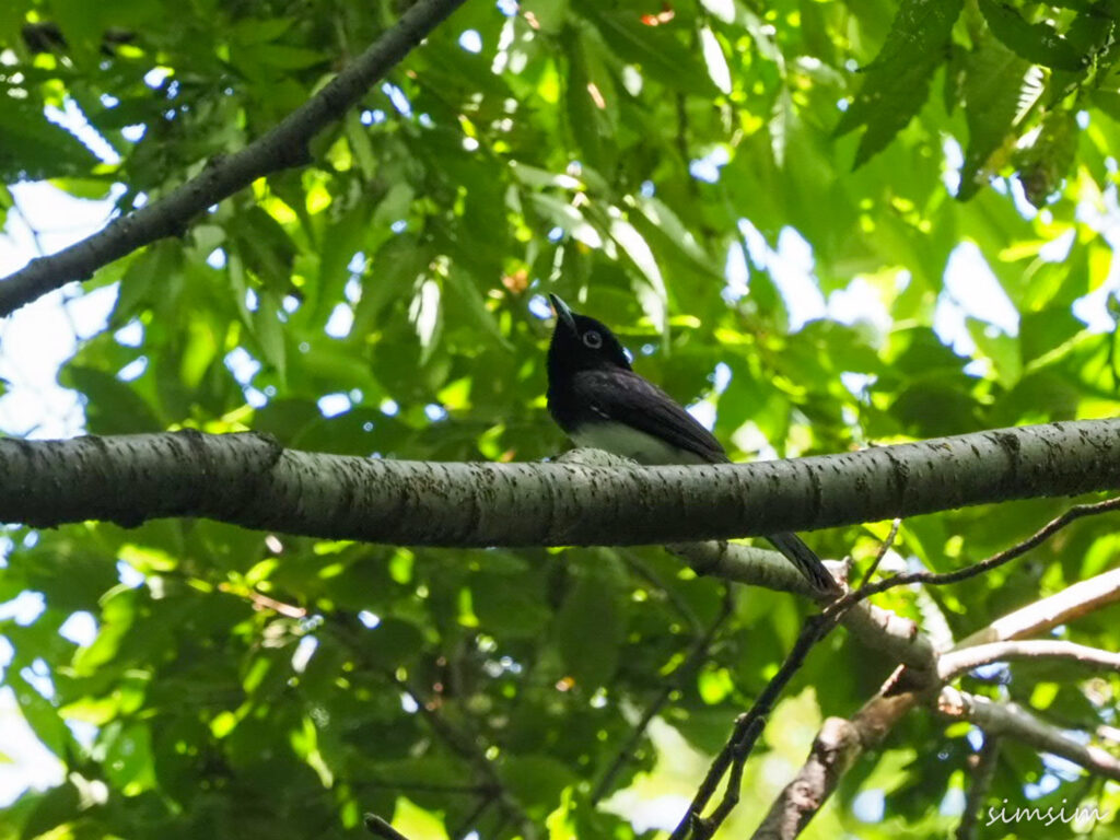 サンコウチョウ