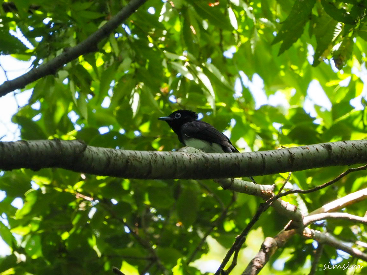サンコウチョウ