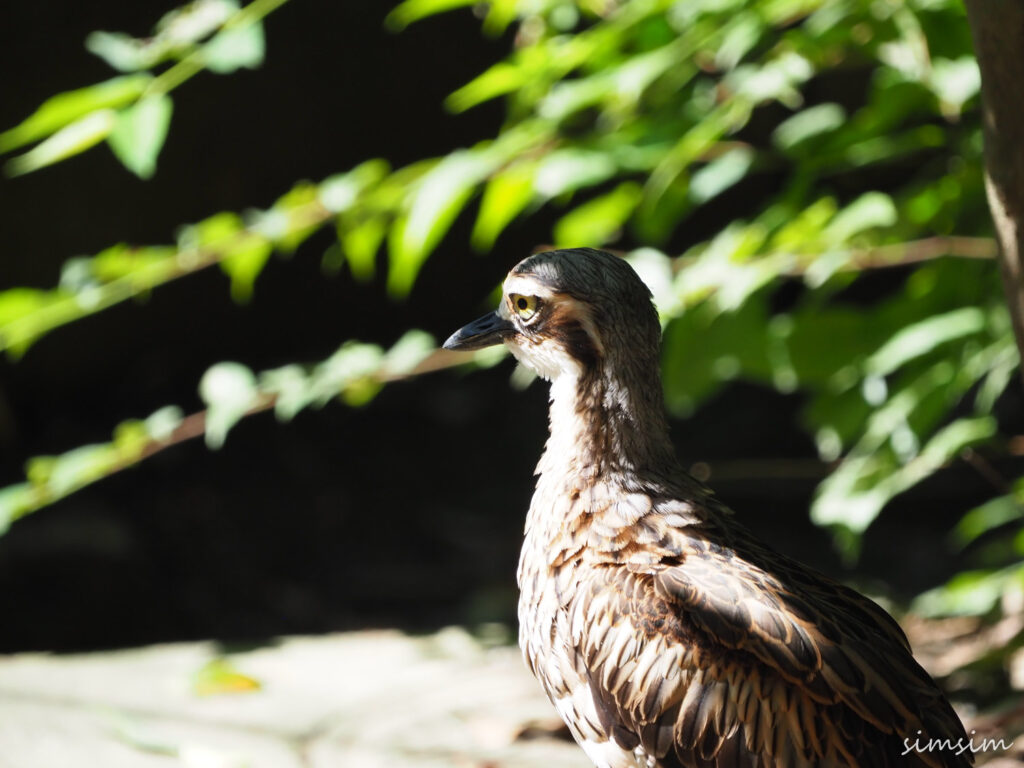 キャンベルタウン野鳥の森