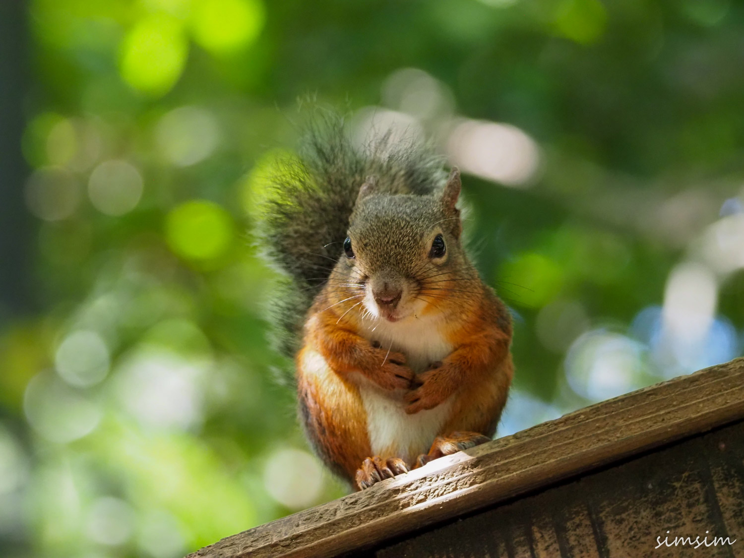 井の頭自然文化園リスの小路