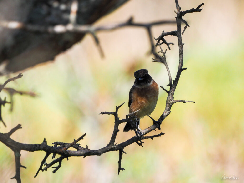 車山高原ノビタキ