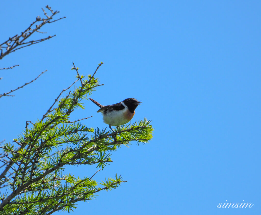 車山高原ノビタキ