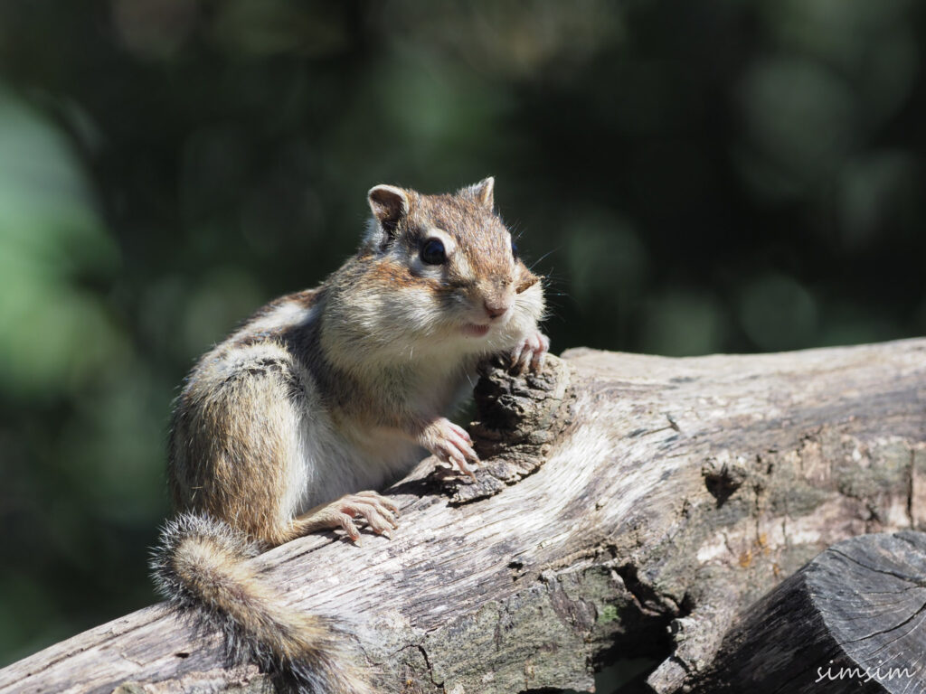 さいたま市りすの家