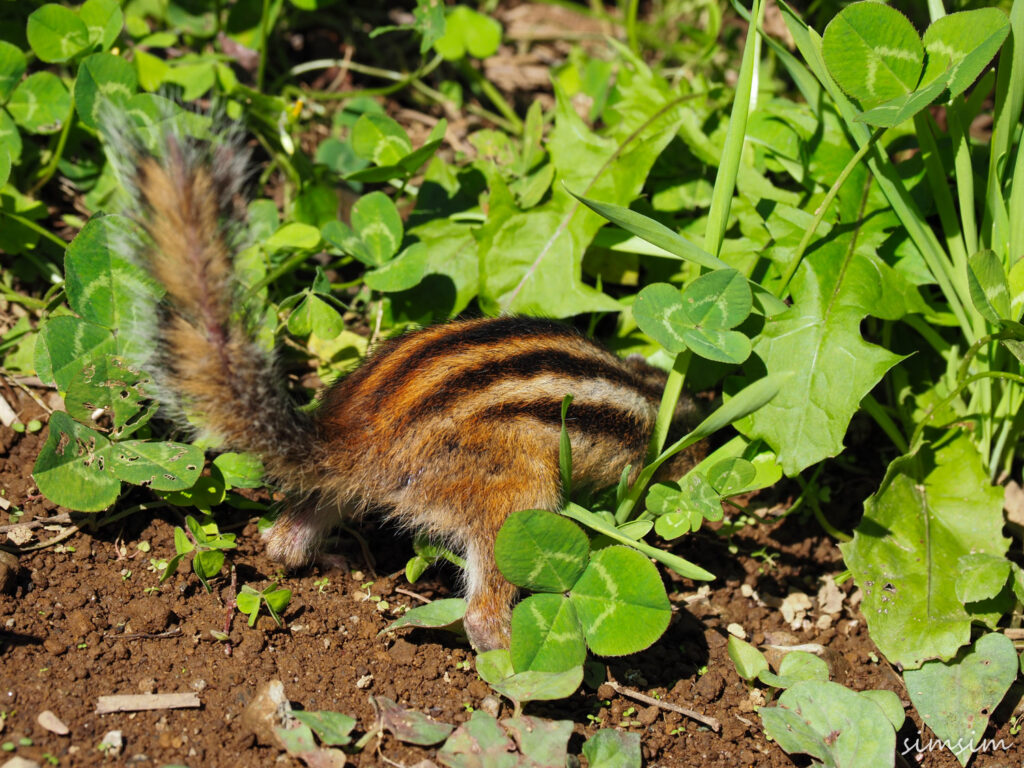 さいたま市りすの家