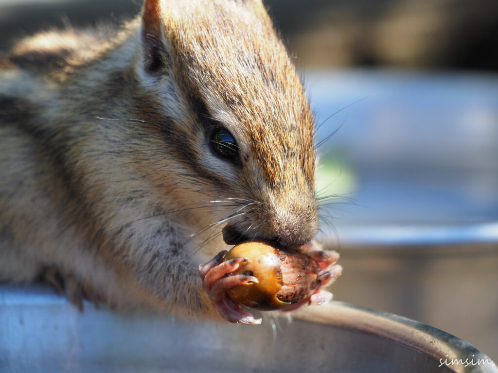 さいたま市りすの家