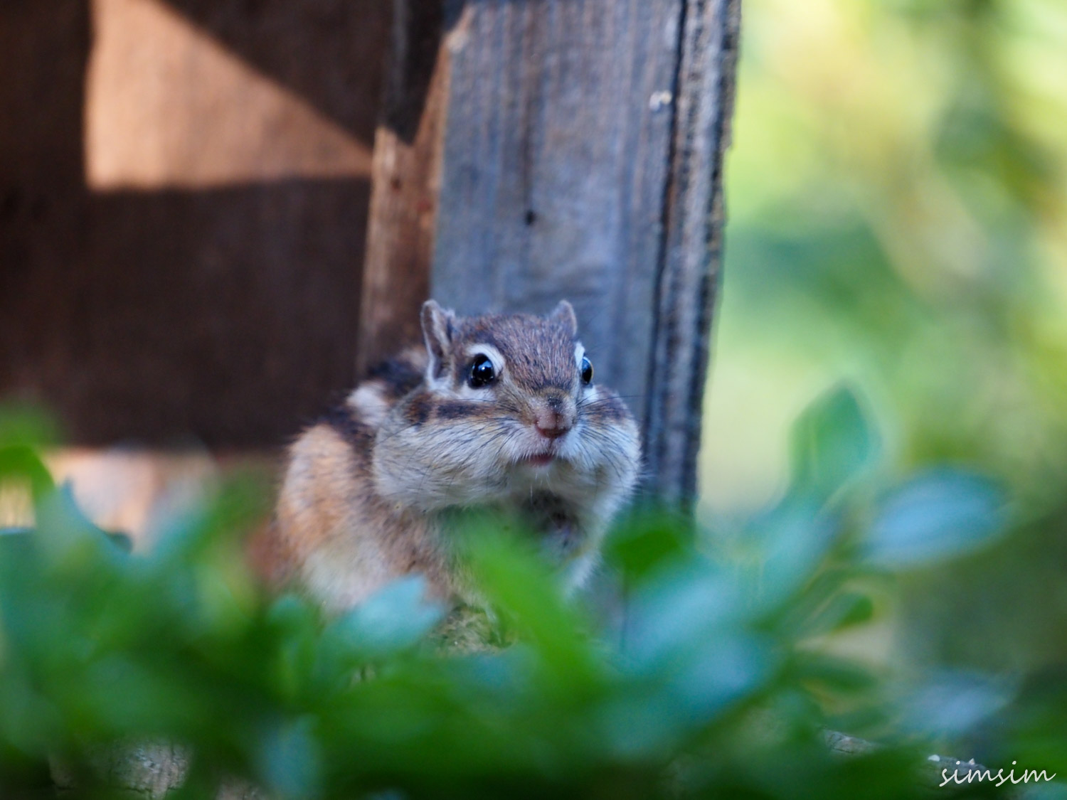 さいたま市りすの家