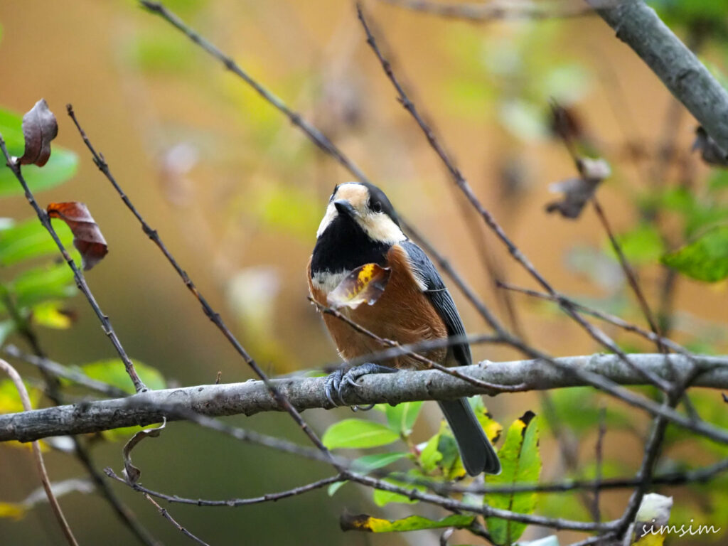 北本自然観察公園ヤマガラ