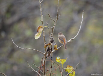 北本自然観察公園ジョウビタキ