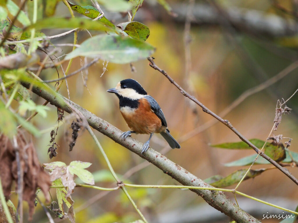 北本自然観察公園ヤマガラ