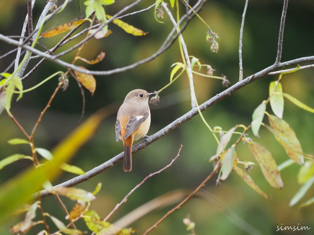 北本自然観察公園ジョウビタキ