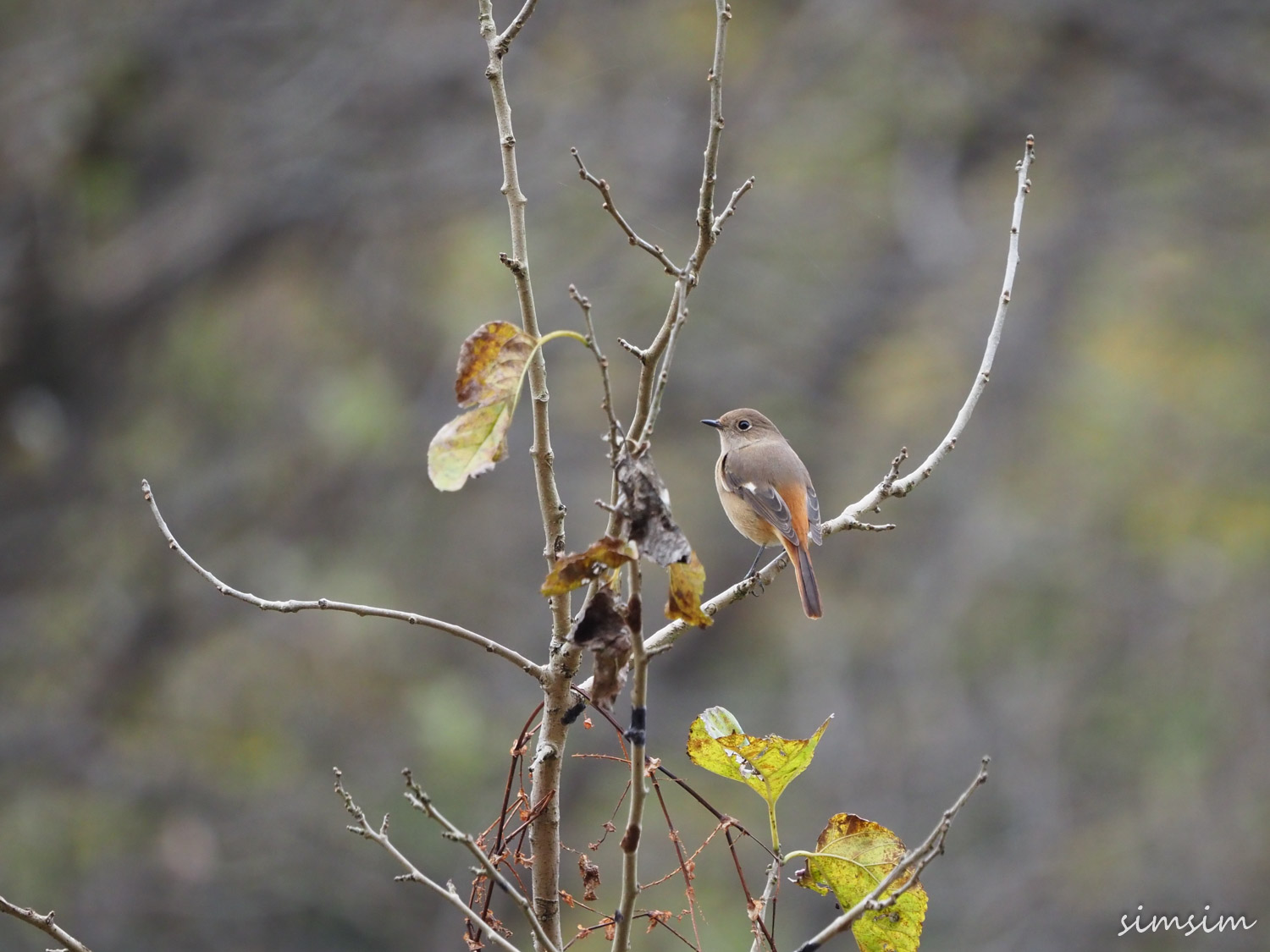 北本自然観察公園ジョウビタキ