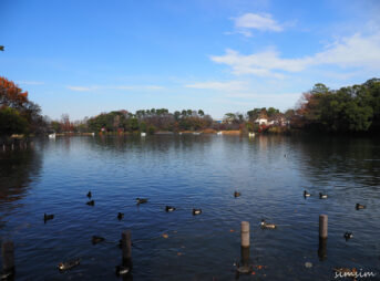 洗足池公園
