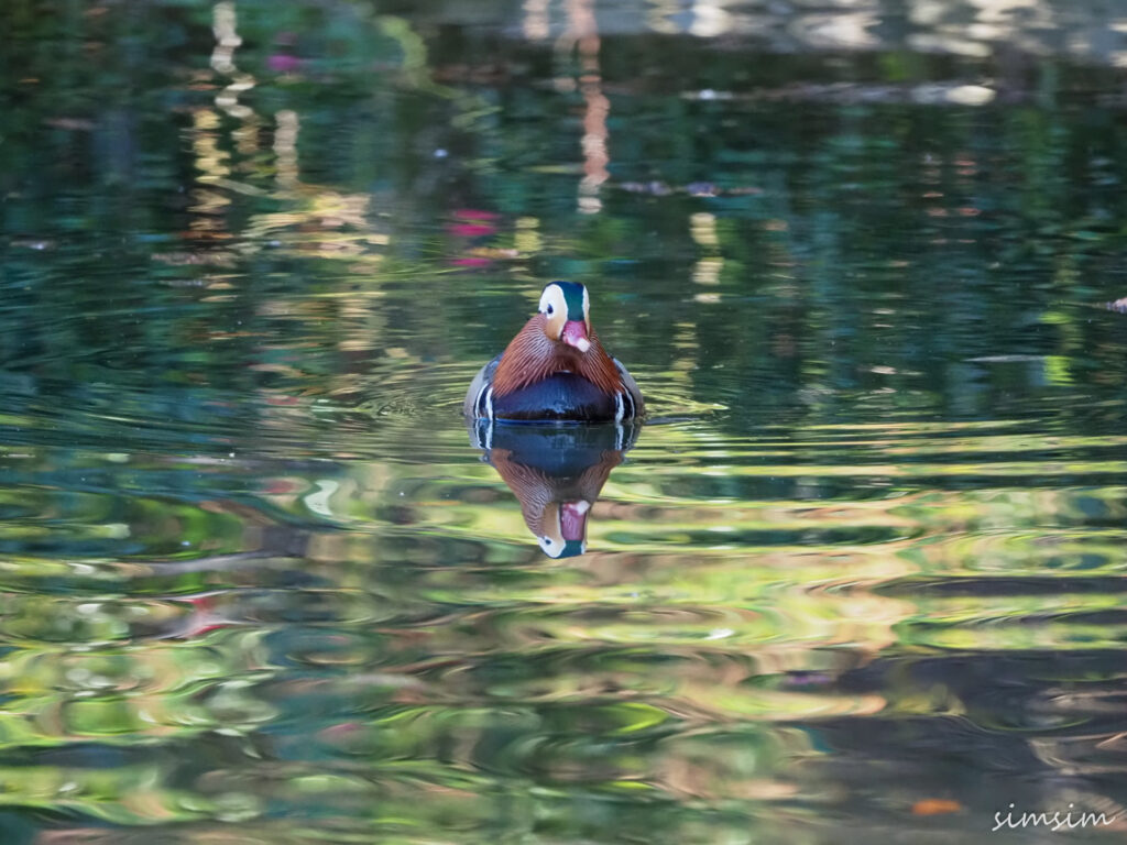 薬師池公園オシドリ