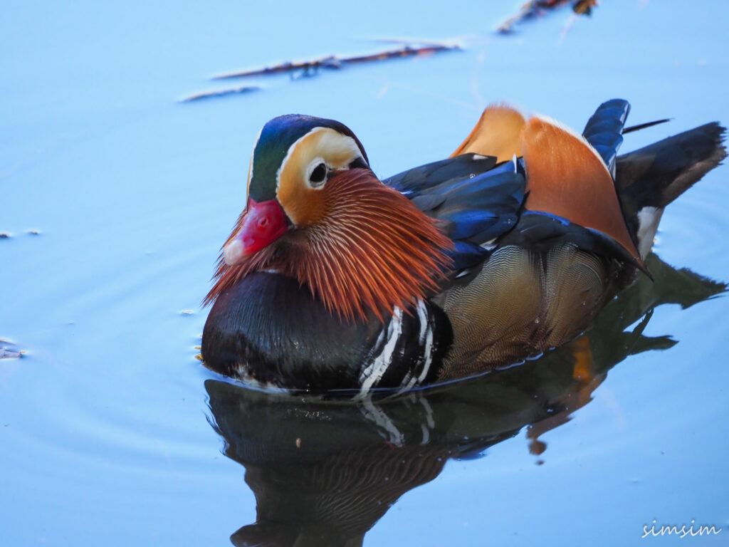 薬師池公園オシドリ