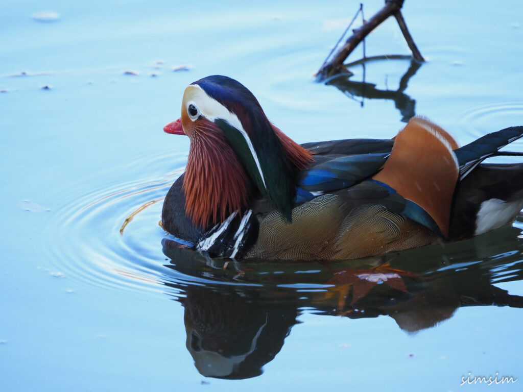 薬師池公園オシドリ