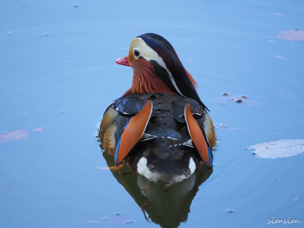 薬師池公園オシドリ