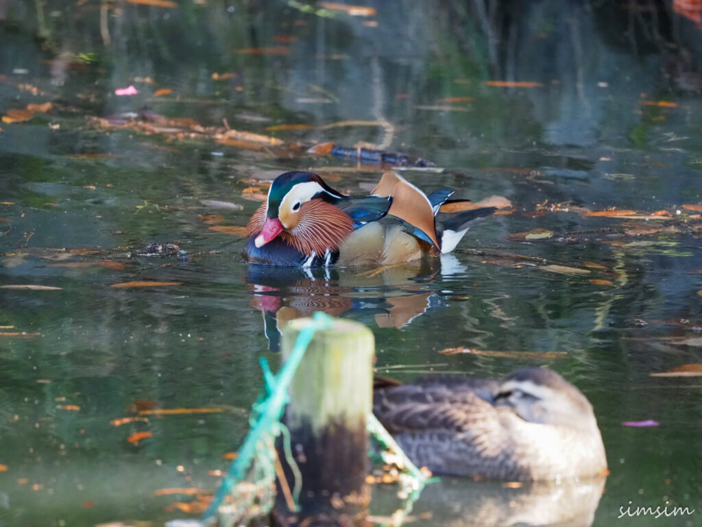 薬師池公園オシドリ