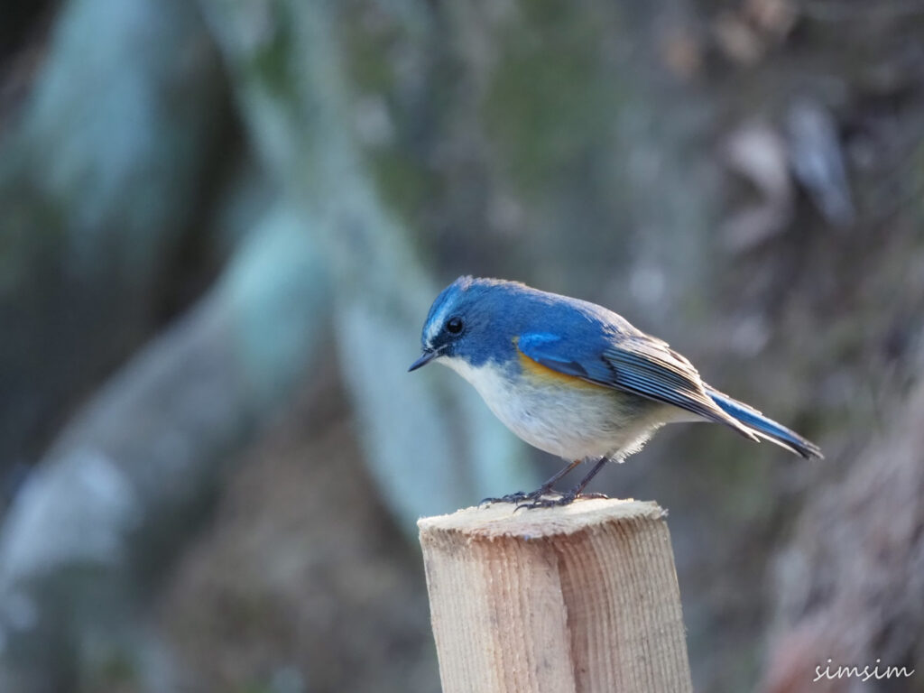 北本自然観察公園ルリビタキ