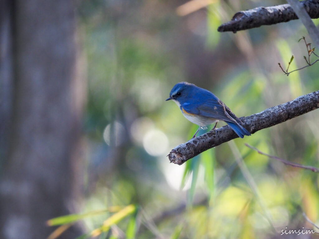 北本自然観察公園ルリビタキ