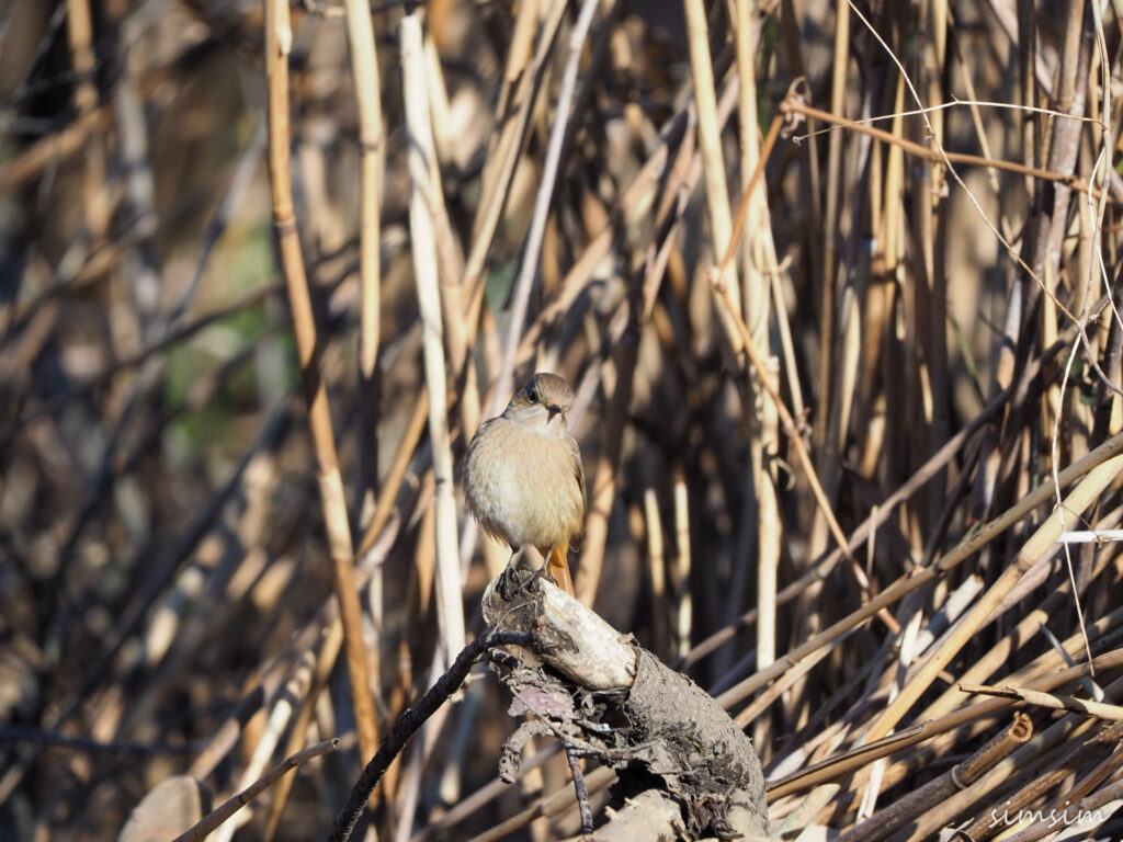 北本自然観察公園ジョウビタキ