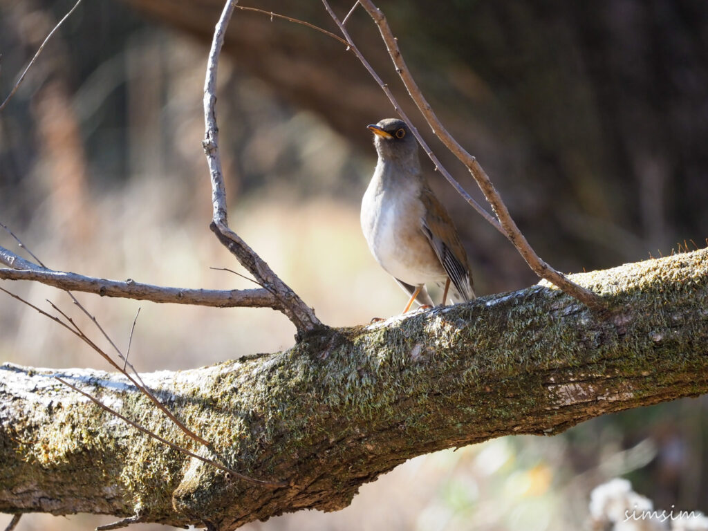 北本自然観察公園シロハラ