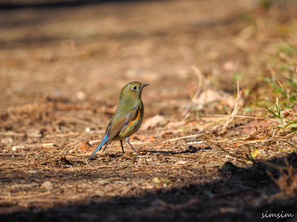 北本自然観察公園ルリビタキ