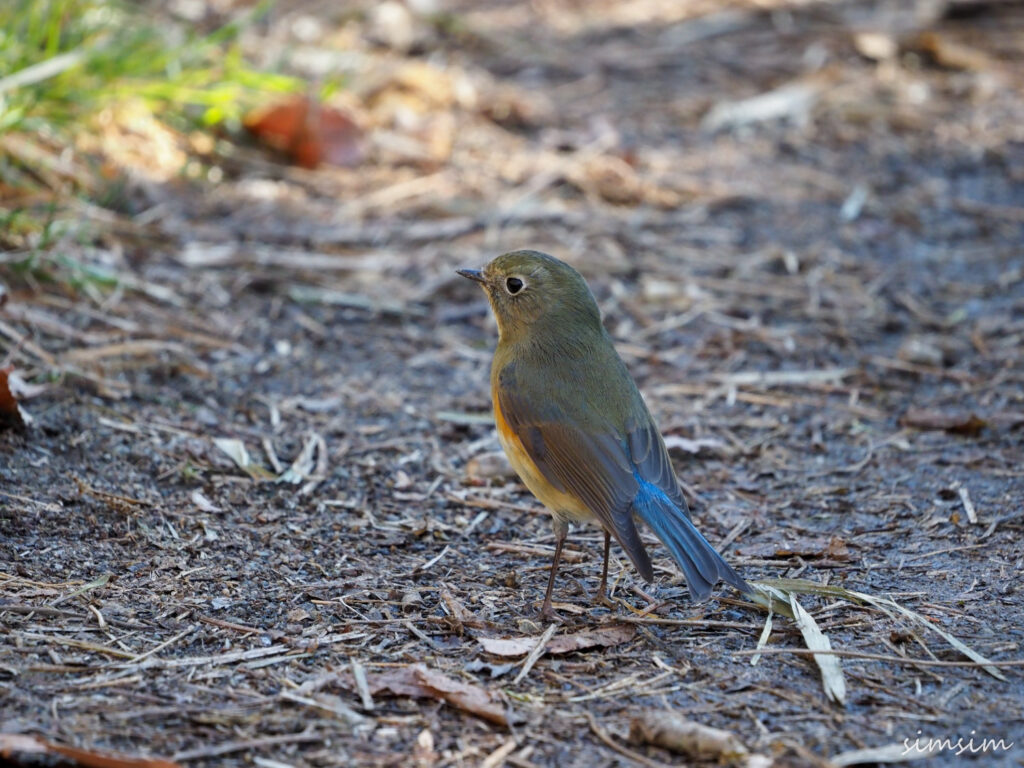 北本自然観察公園ルリビタキ