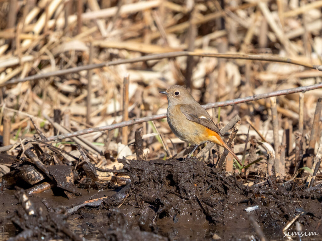 北本自然観察公園ジョウビタキ