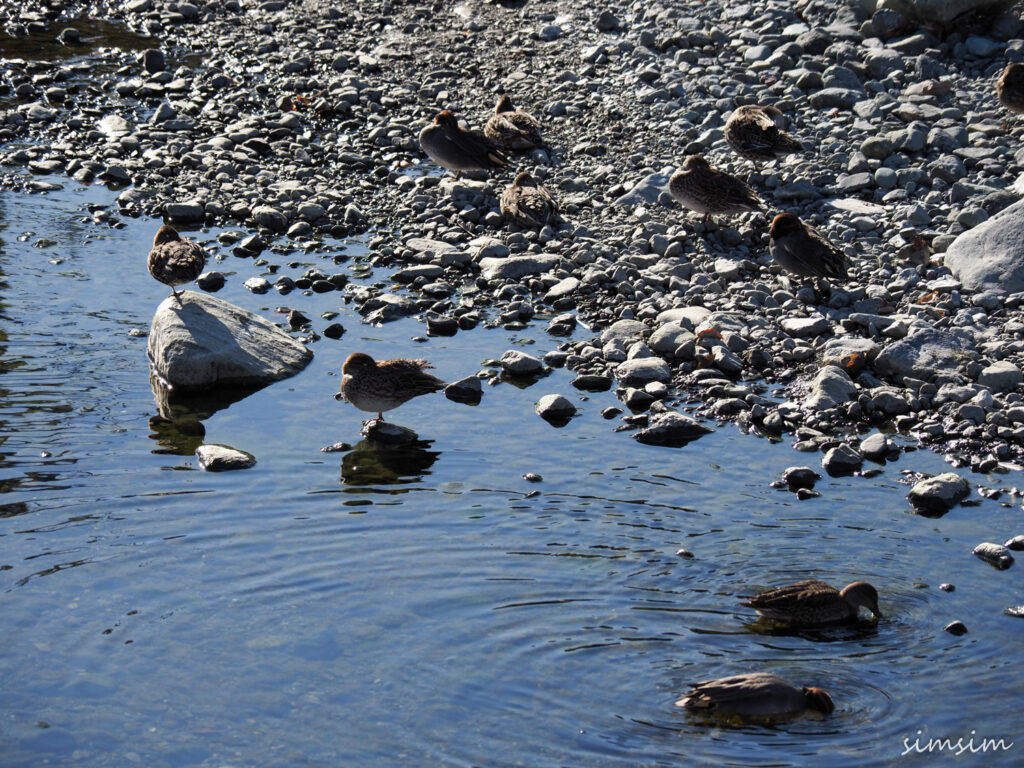 水無川コガモ
