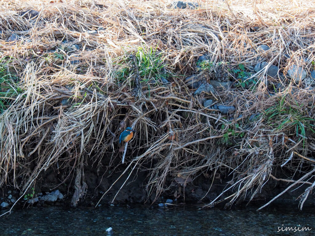 水無川カワセミ