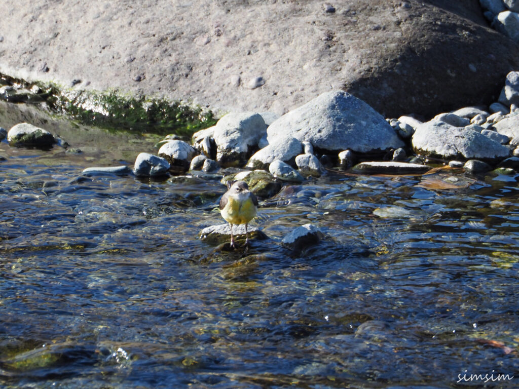 水無川キセキレイ