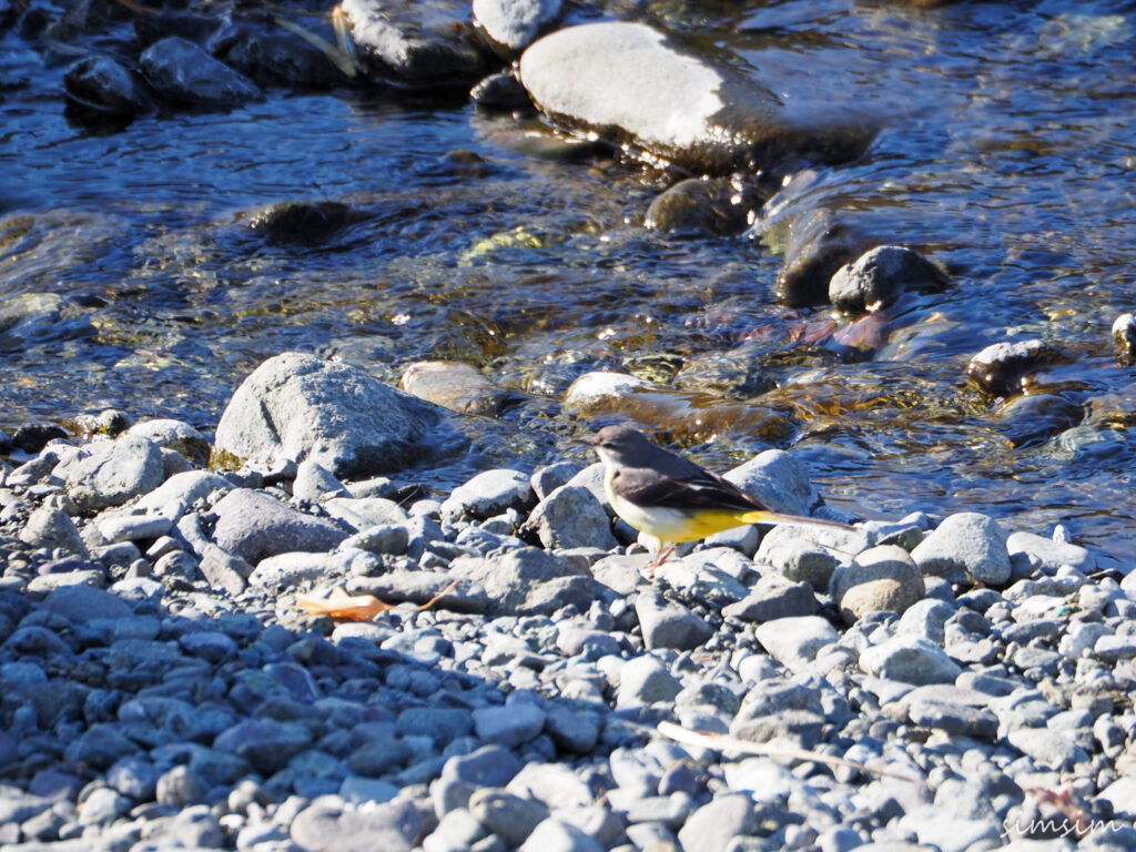 水無川キセキレイ