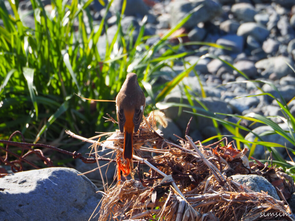 水無川ジョウビタキ