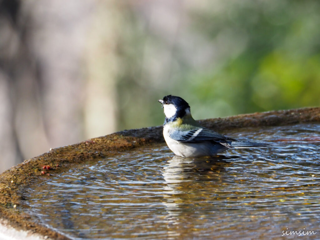 権現山シジュウカラ