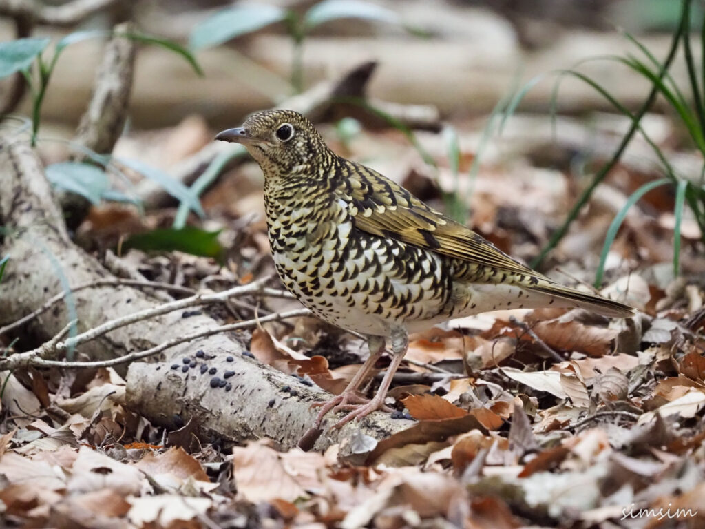 座間谷戸山公園トラツグミ