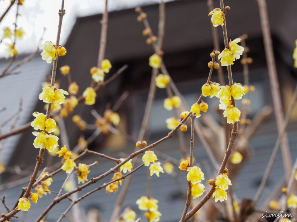 座間谷戸山公園