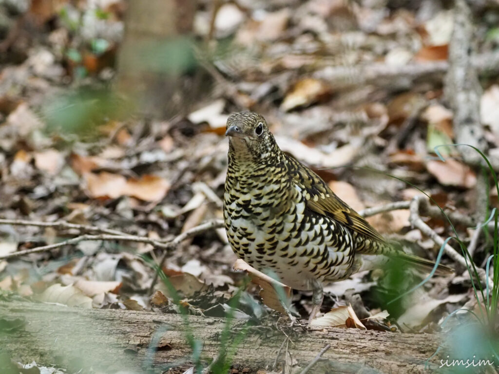 座間谷戸山公園トラツグミ