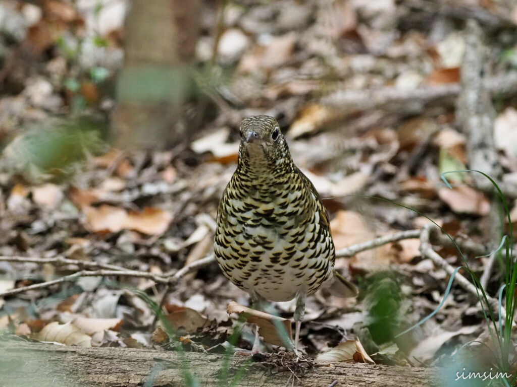 座間谷戸山公園トラツグミ
