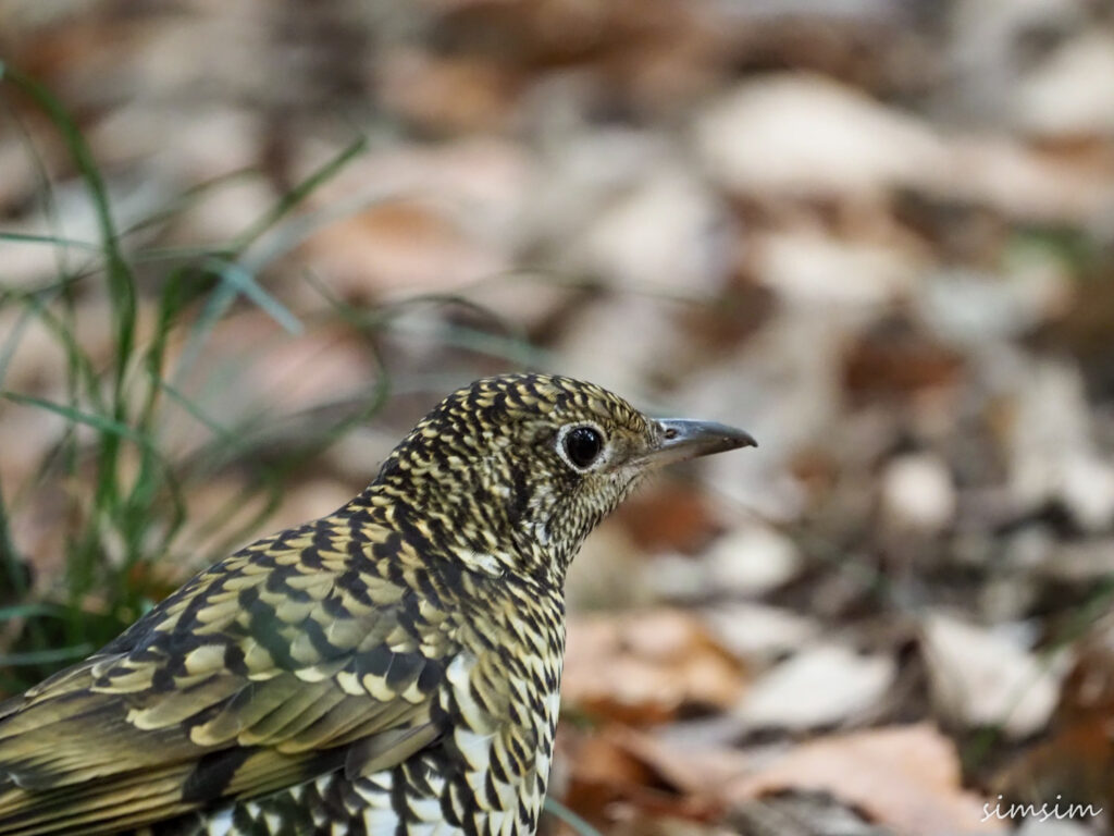 座間谷戸山公園トラツグミ