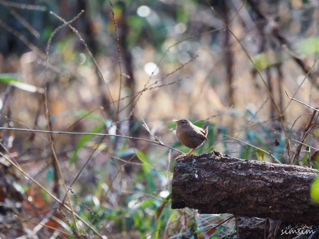 小宮公園ミソサザイ