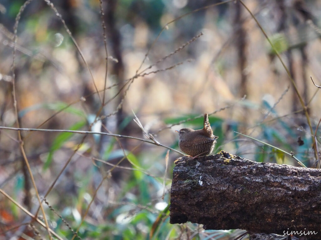 小宮公園ミソサザイ