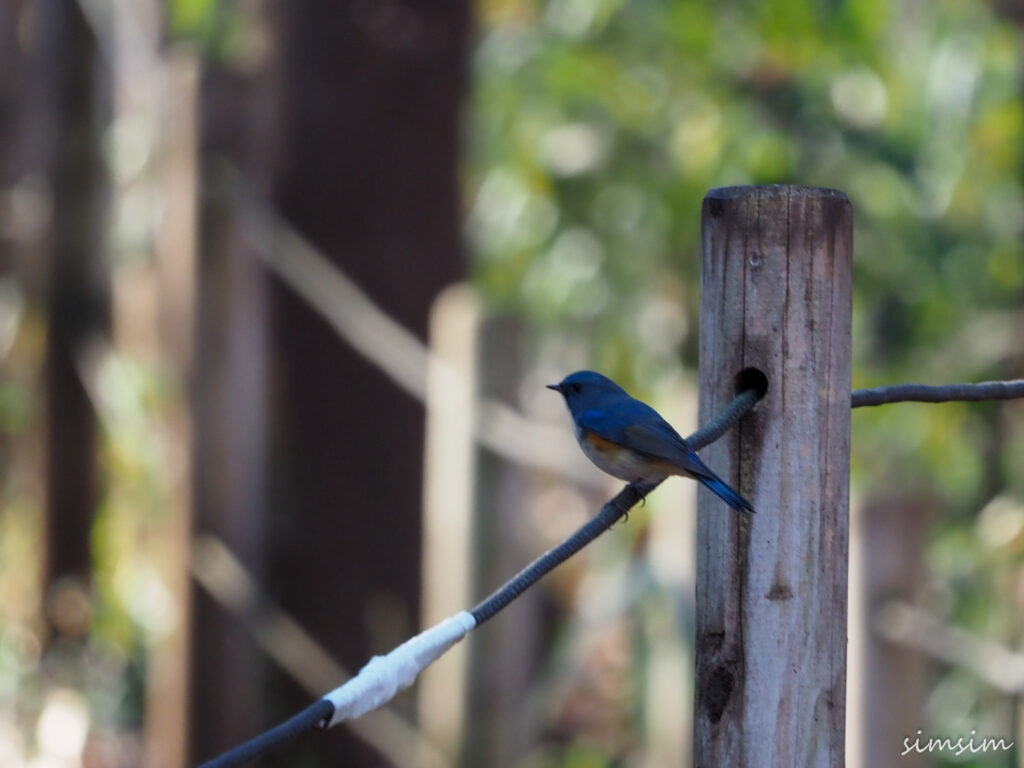小宮公園ルリビタキ