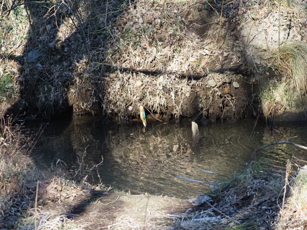 北本自然観察公園カワセミ