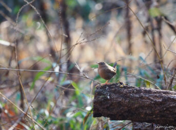 小宮公園ミソサザイ