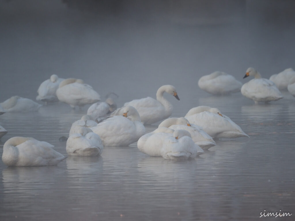 川島白鳥飛来地