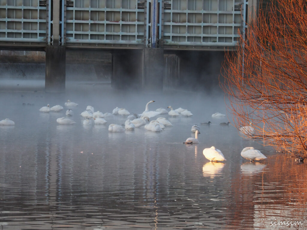川島白鳥飛来地