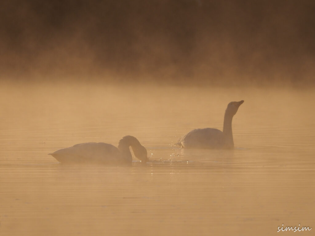 川島白鳥飛来地